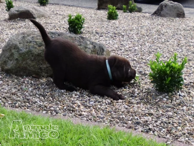 labrador retriever cuccioli chocolate