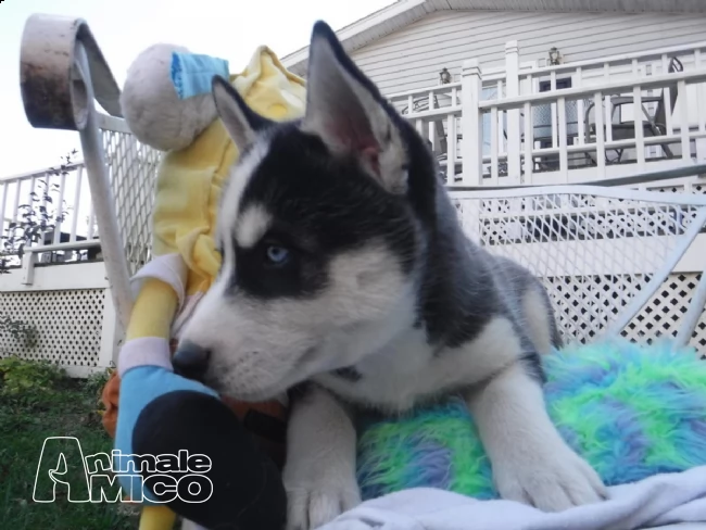 cucciolo di siberian husky | Foto 0