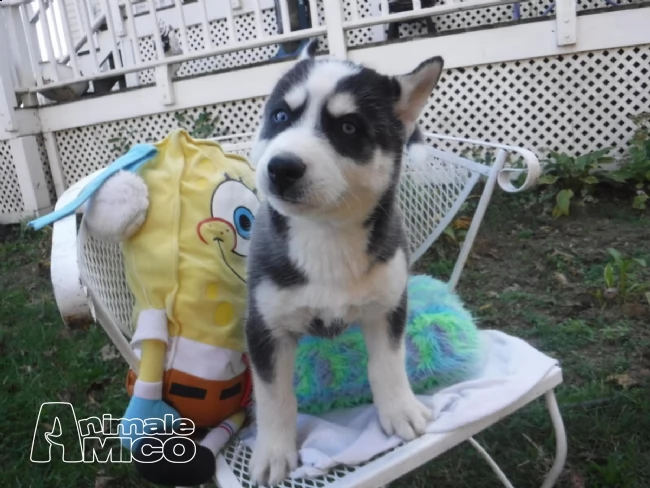 cucciolo di siberian husky