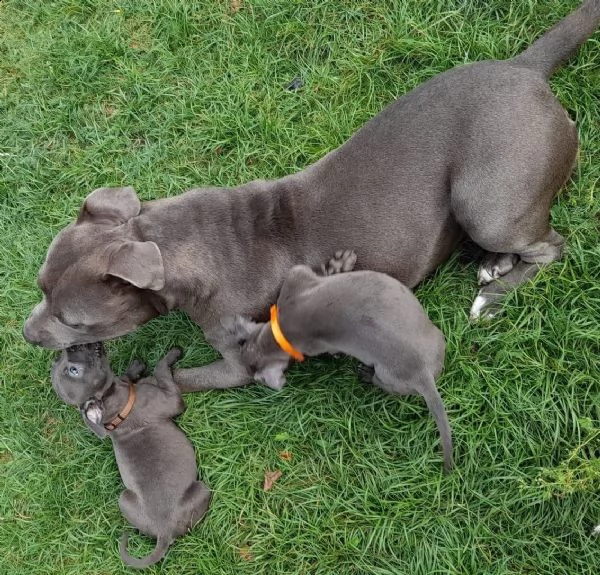 cuccioli di american pitbull terrier | Foto 2