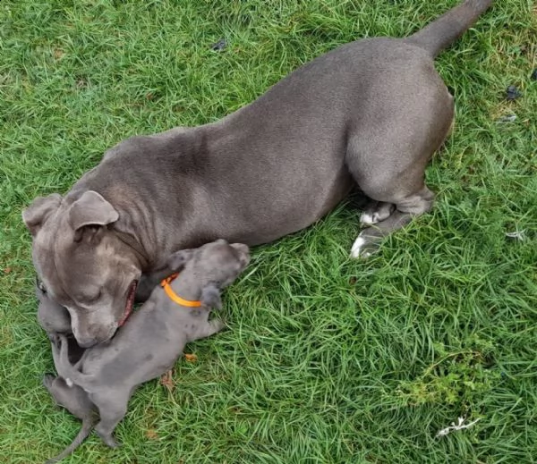 cuccioli di american pitbull terrier | Foto 1