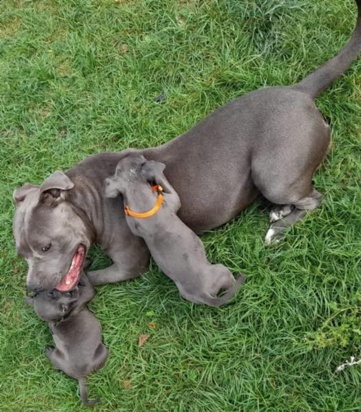 cuccioli di american pitbull terrier | Foto 0