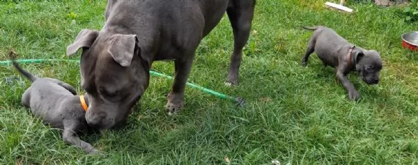 cuccioli di american pitbull terrier