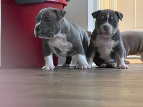 bellissime cuccioli di pitbull terrier 