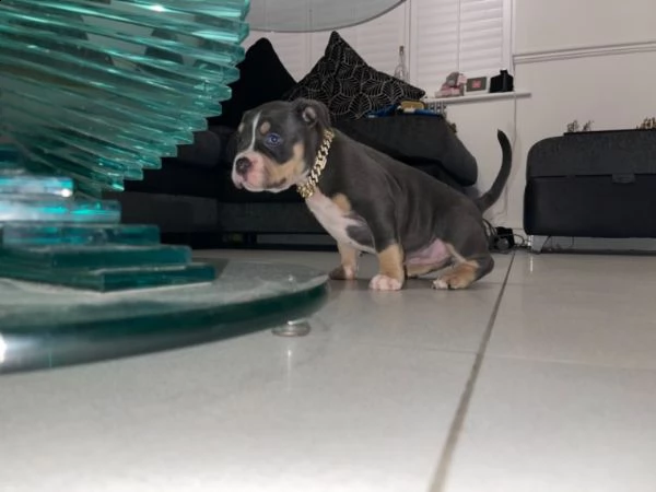 bellissime cuccioli di pitbull terrier  | Foto 0