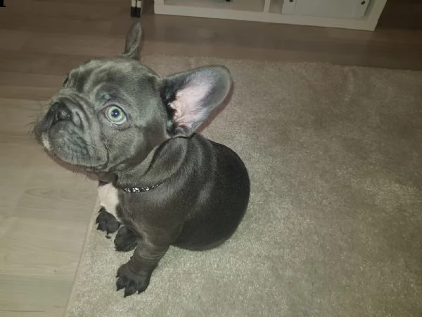 cuccioli di bouledogue francese (colore blu) | Foto 3