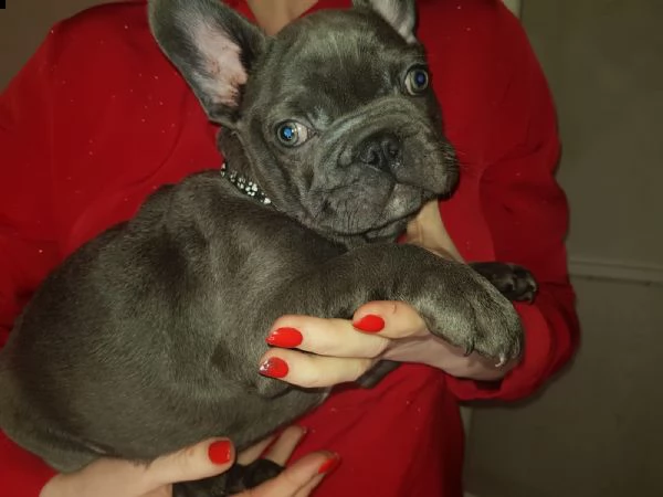 cuccioli di bouledogue francese (colore blu) | Foto 2