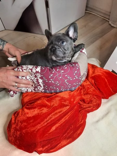 cuccioli di bouledogue francese (colore blu) | Foto 1