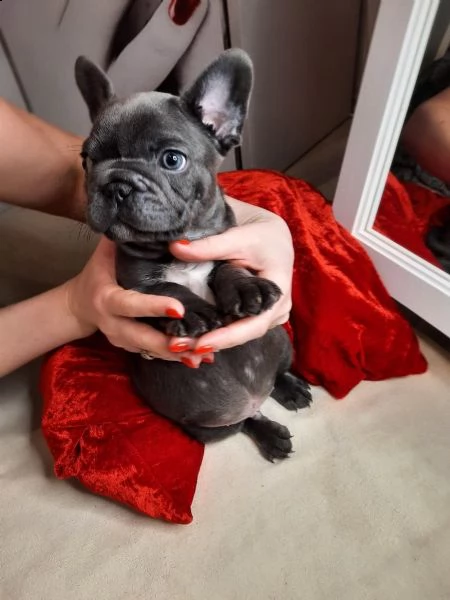 cuccioli di bouledogue francese (colore blu) | Foto 0