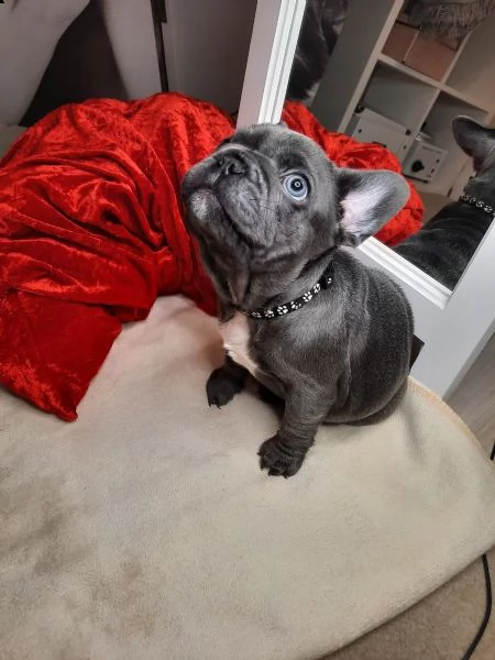 cuccioli di bouledogue francese (colore blu)