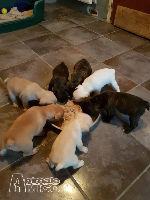  disponibili bouledogue francese