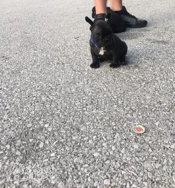  disponibili bouledogue francese | Foto 1