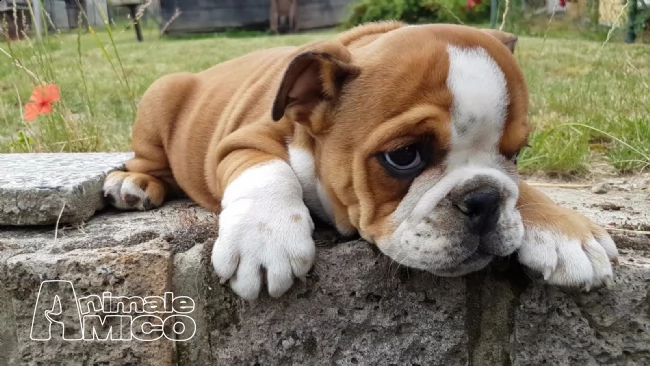 cuccioli di bulldog inglesi  | Foto 1