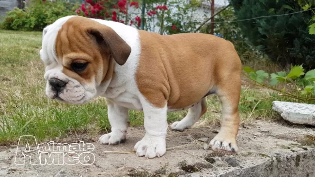 cuccioli di bulldog inglesi  | Foto 0