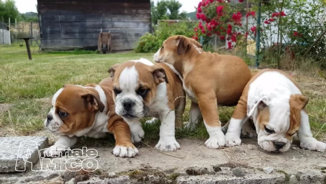 cuccioli di bulldog inglesi 