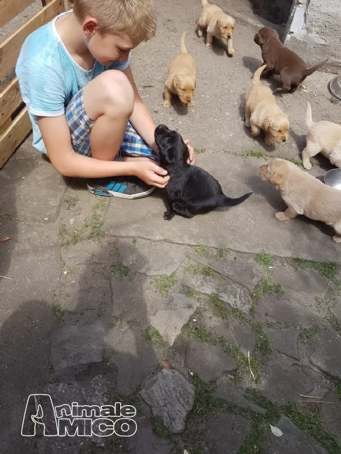  labrador retriever cuccioli chocolate