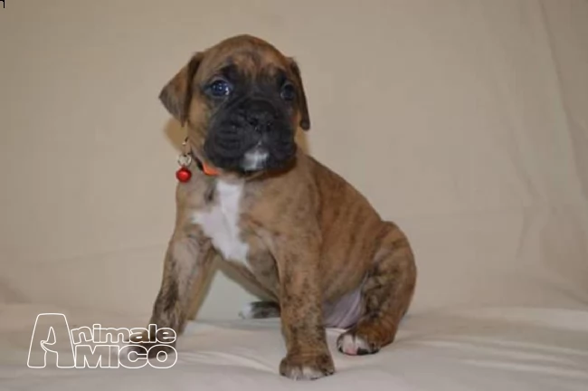 boxer italiani di alta genealogia | Foto 1
