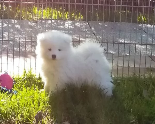 cuccioli samoiedo | Foto 2
