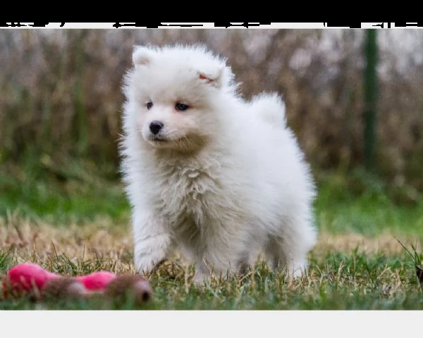 cuccioli samoiedo
