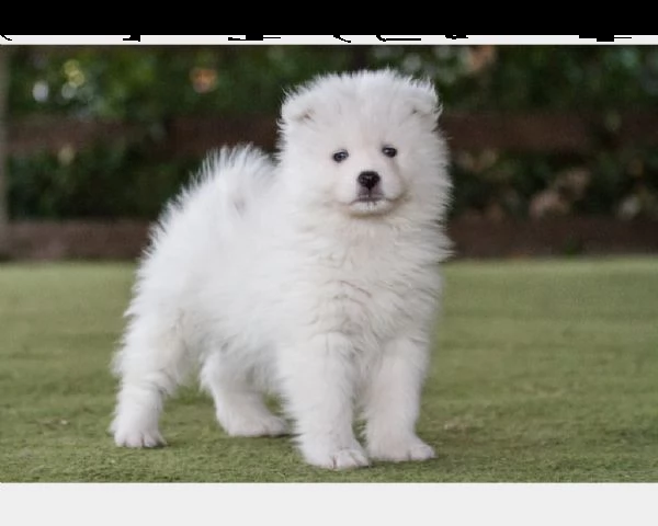 cuccioli samoiedo | Foto 1