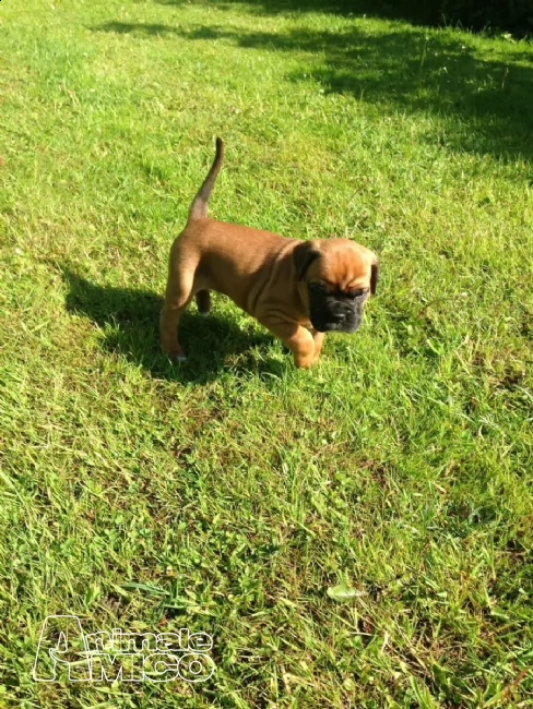  cuccioli di boxer puri