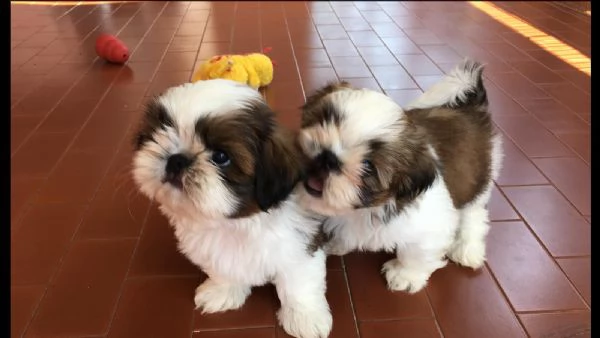 disponibili cuccioli di razza shi-tzu