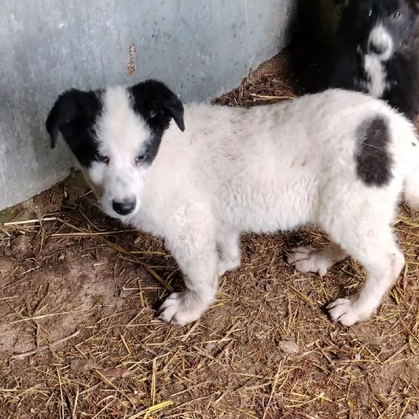 TATI, CUCCIOLOTTA | Foto 1