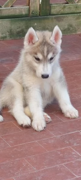  ULTIMI CUCCIOLI SIBERIAN HUSKY ENCI