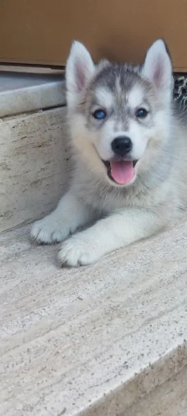  ULTIMI CUCCIOLI SIBERIAN HUSKY ENCI | Foto 1