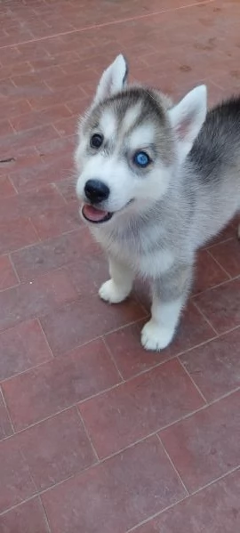 ULTIMI CUCCIOLI SIBERIAN HUSKY ENCI | Foto 0
