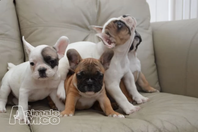 regalo disponibili cuccioli di bulldog maschi e femmine.