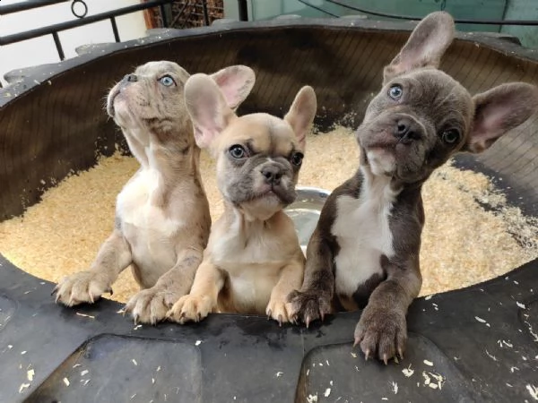 cuccioli bulldog francese - pedigree enci | Foto 6