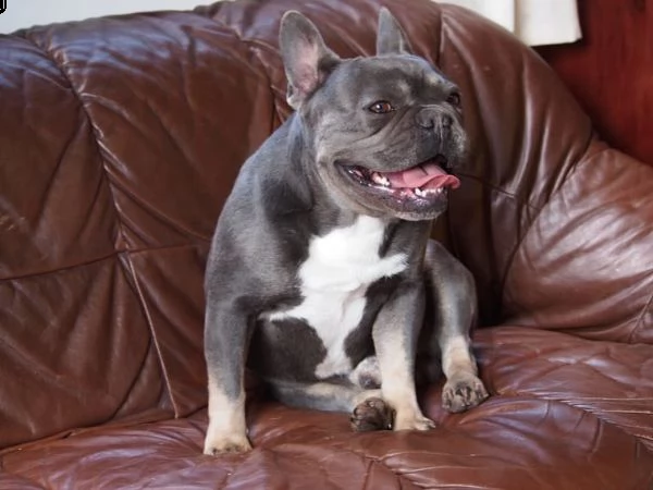 cuccioli bulldog francese - pedigree enci | Foto 2