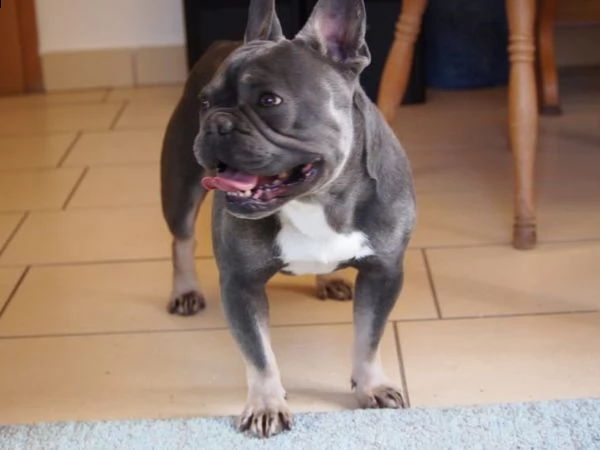 cuccioli bulldog francese - pedigree enci | Foto 1