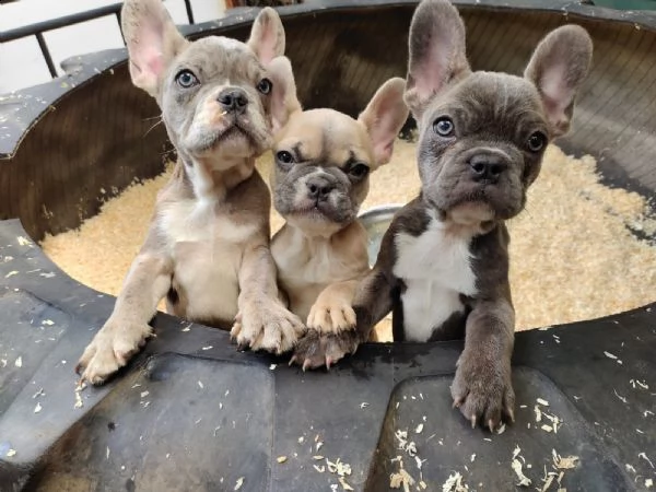 cuccioli bulldog francese - pedigree enci | Foto 0