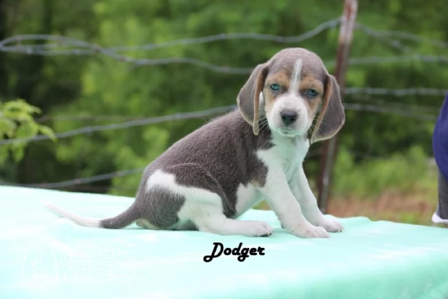 beagle cuccioli con pedigree (allevamento) | Foto 2