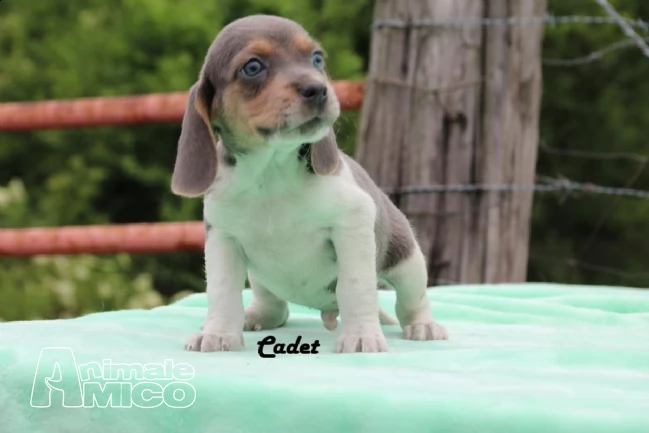 beagle cuccioli con pedigree (allevamento) | Foto 1