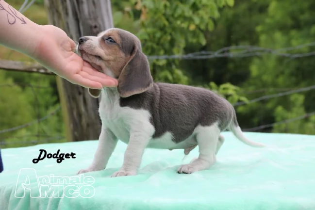 beagle cuccioli con pedigree (allevamento)