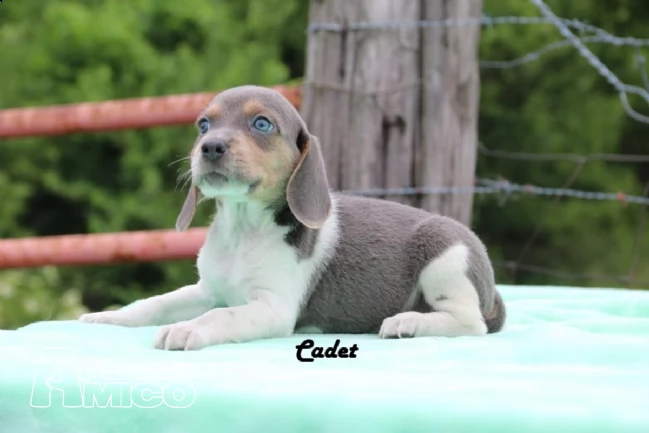 beagle cuccioli con pedigree (allevamento) | Foto 0