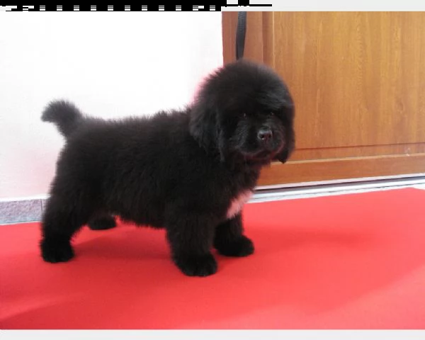 cuccioli di terranova