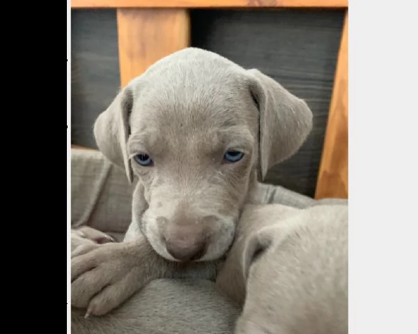 cucciolo di weimaraner maschio e femmina | Foto 0