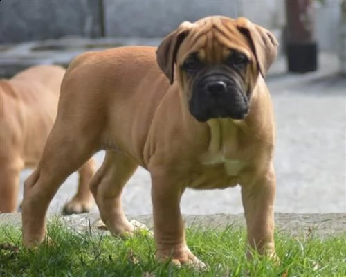 bellissime cucciole bullmastiff | Foto 0