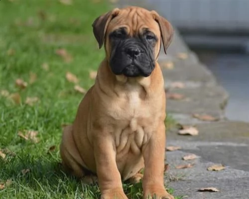 bellissime cucciole bullmastiff
