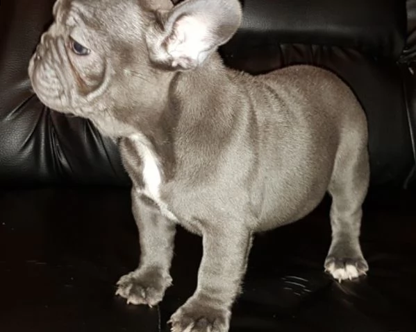 cuccioli bulldog francese occhi blu