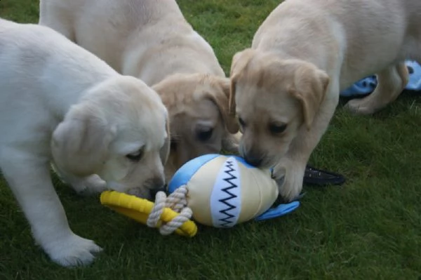 cuccioli di labrador | Foto 5