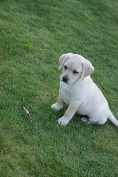 cuccioli di labrador | Foto 2