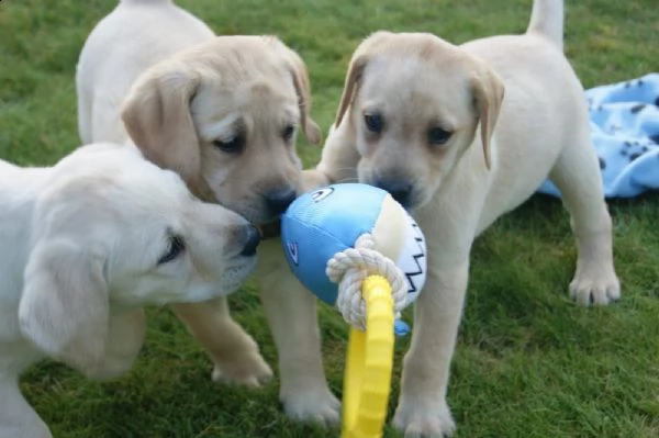 cuccioli di labrador