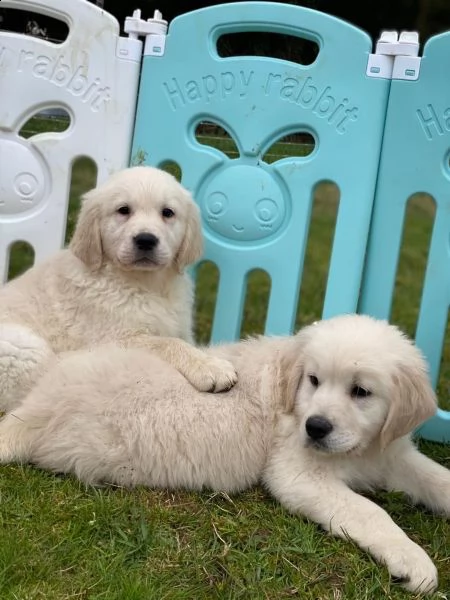 disponibili stupendi cuccioli golden retriever di 85 giorni | Foto 3