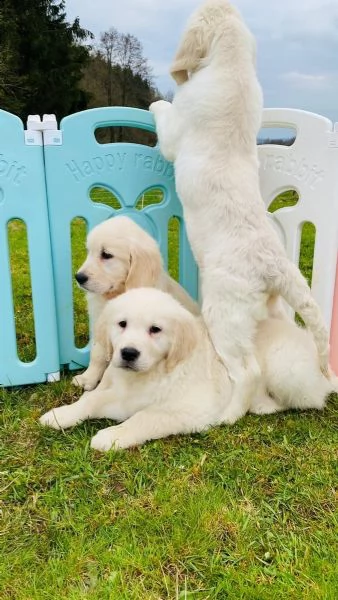 disponibili stupendi cuccioli golden retriever di 85 giorni | Foto 2