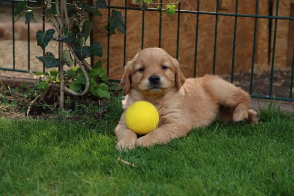 magnifici cuccioli golden retriever color miele